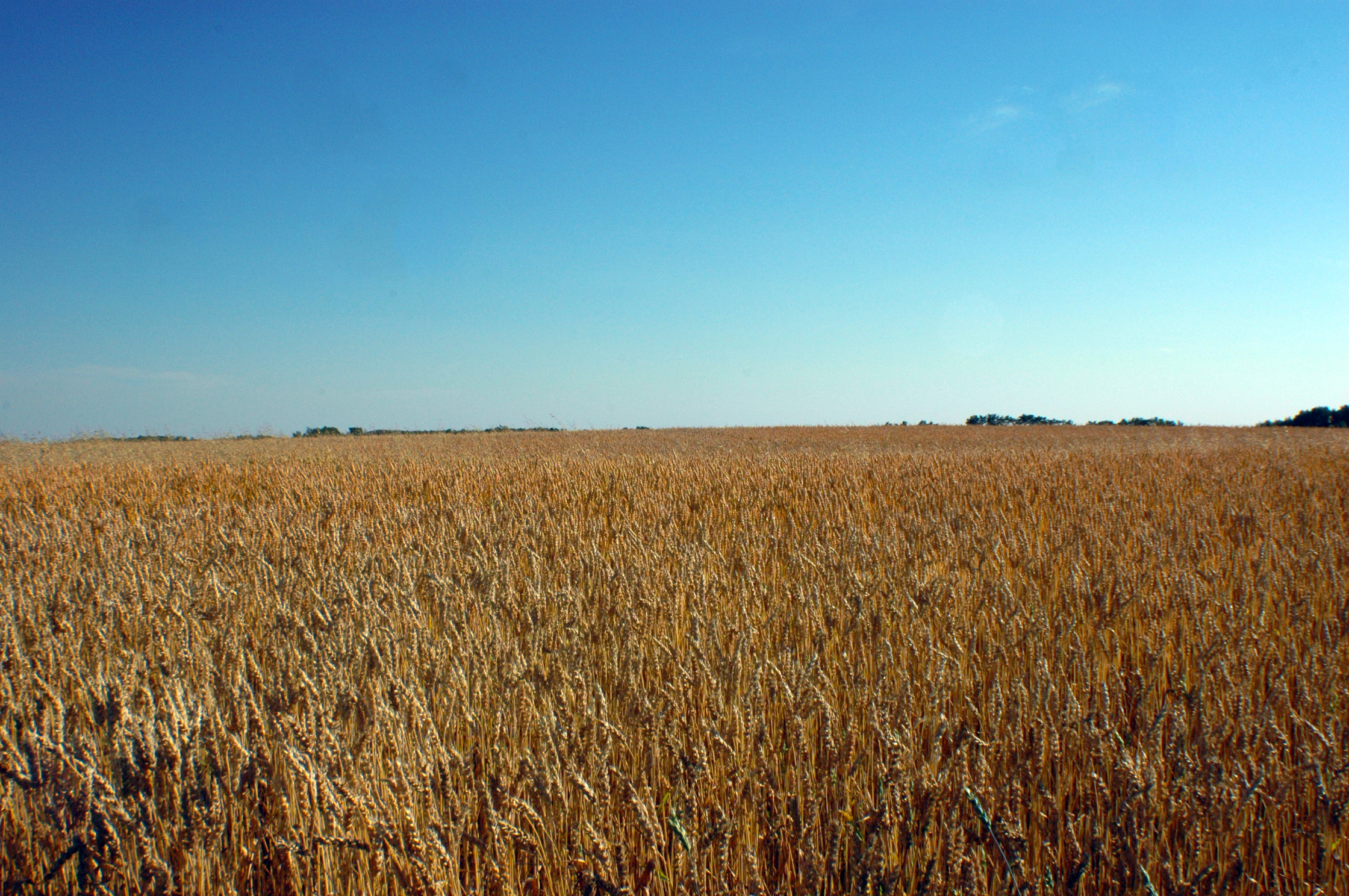 one of the many wheat fields rolling across the prairies in the