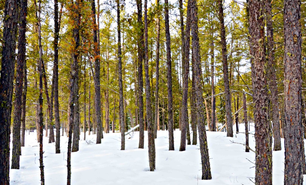 The Boreal Forest, Canada