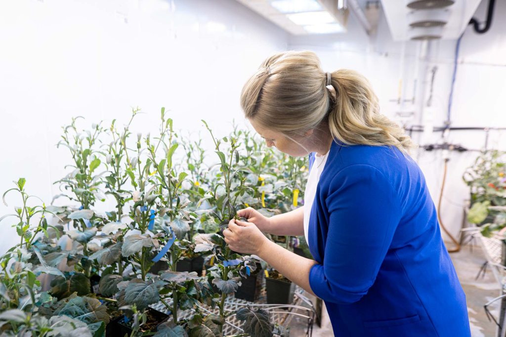 A woman is looking at canola plants at a Nutrien seed breeding facility.